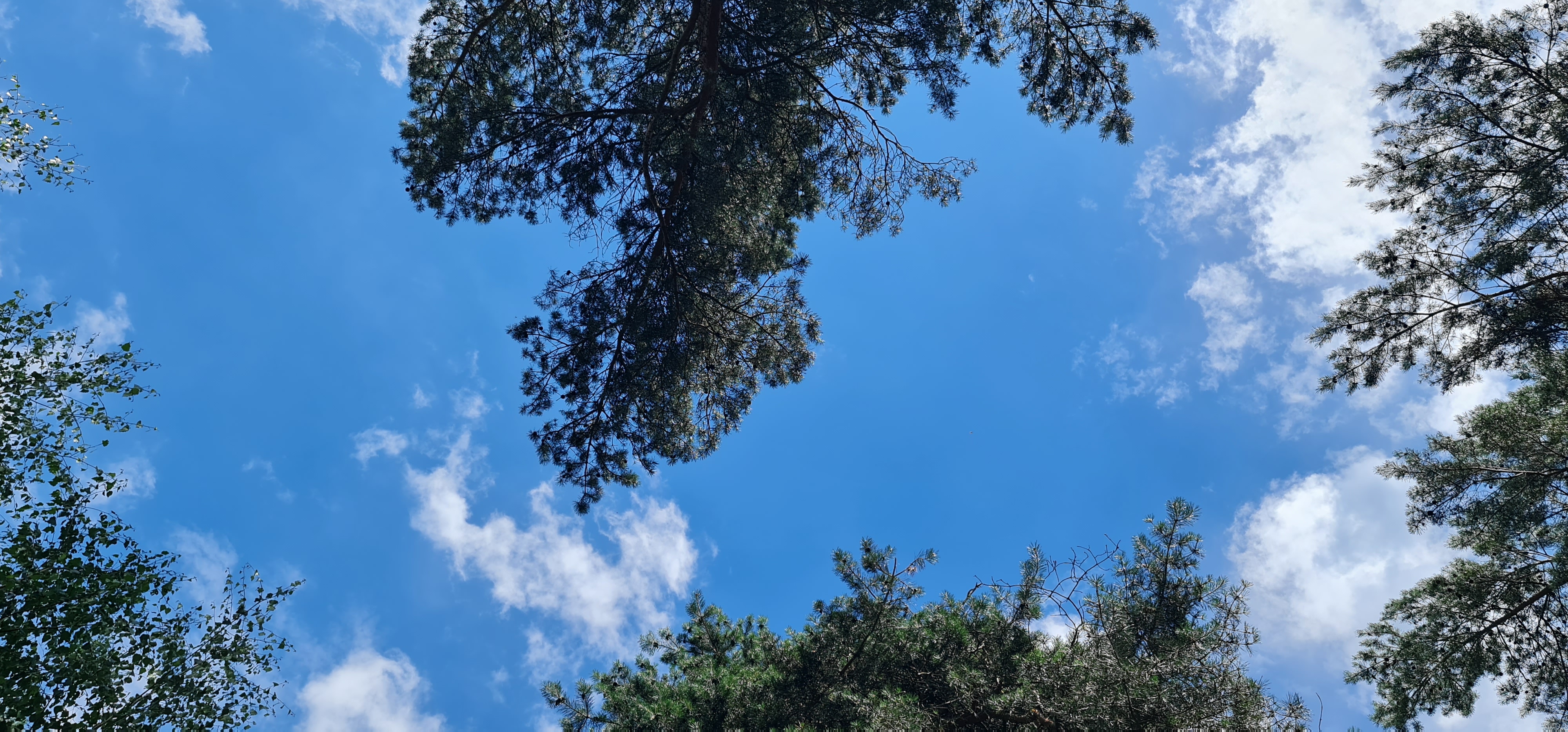 Looking up through forest trees